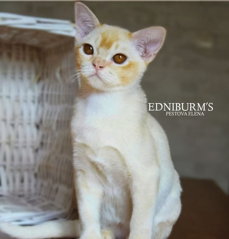 Красный окрас рыжий кот бурманский