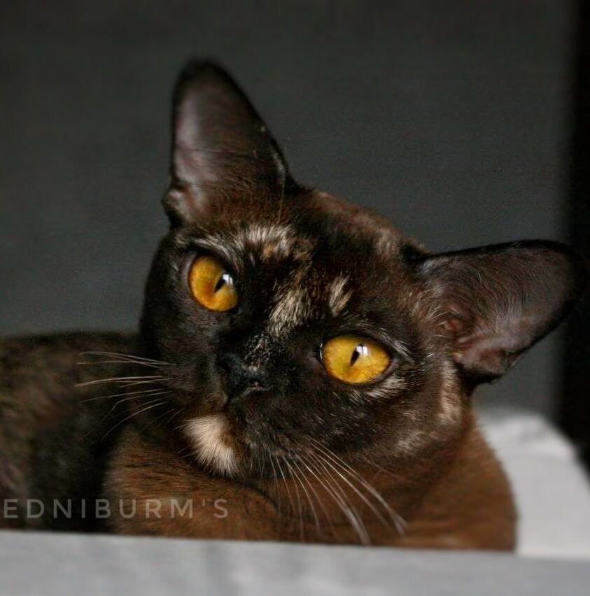 соболиная черепаховая окрас бурма