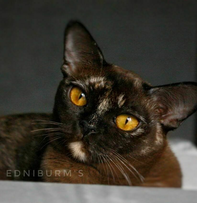 соболиная черепаховая окрас бурма