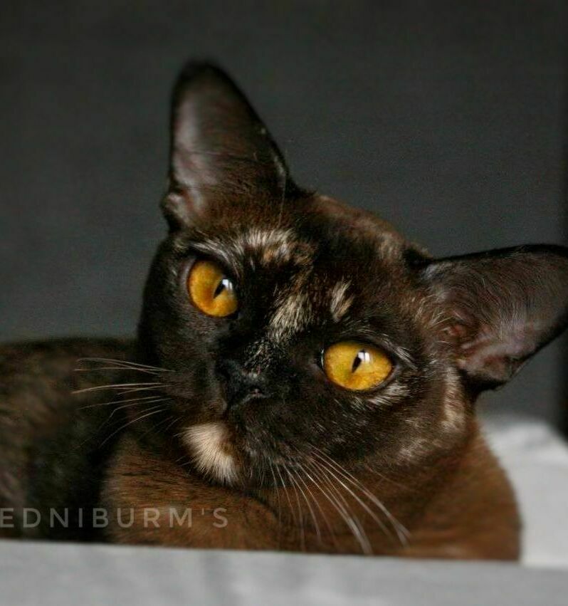 купить бурма питомнике фото кошка бурма екатеринбург москва