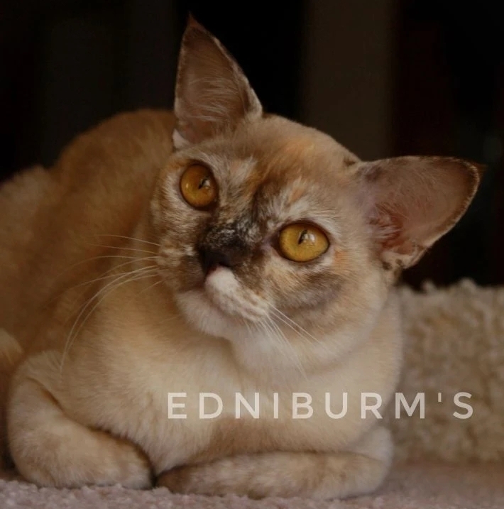 соболиный черепаховый окрас бурма купить бурму котенок кошечка