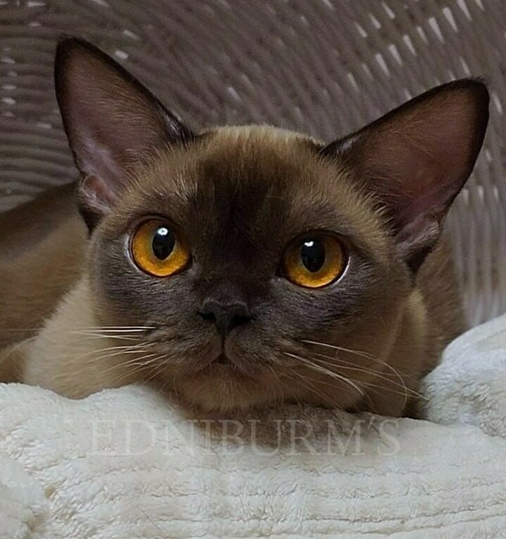 КУПИТЬ БУРМУ котенка в питомнике фото кошка шоколадная бурма