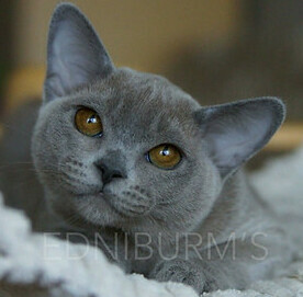голубой окрас бурма кошка фото
