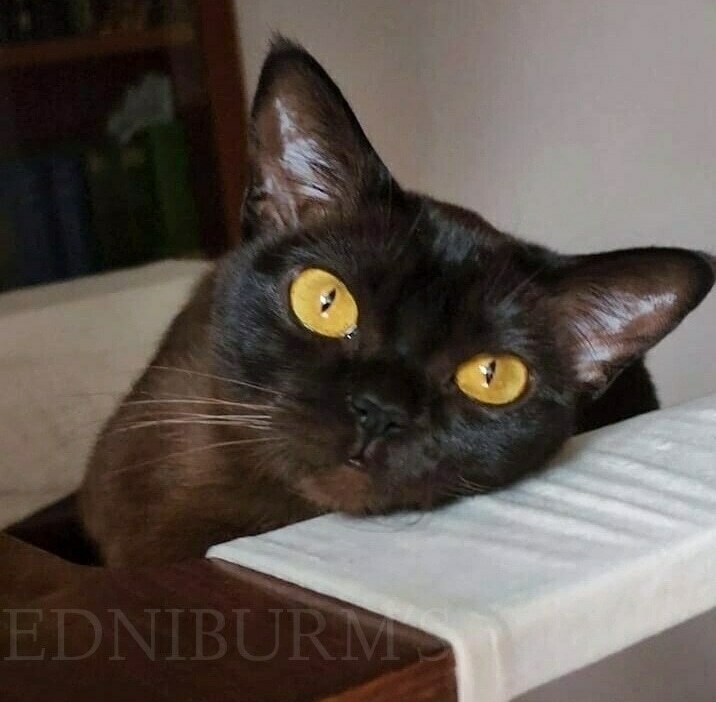 фото соболиная кошка купить екатеринбург москва