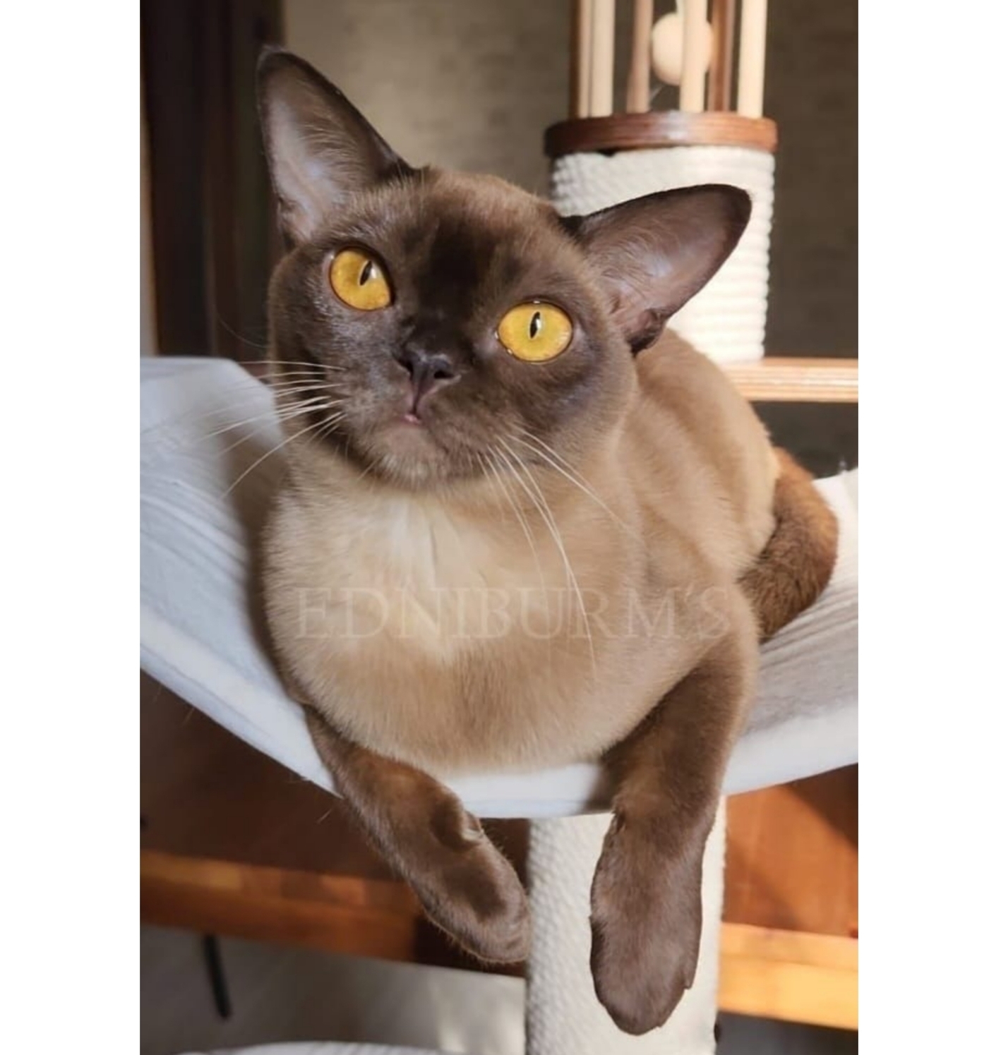 шоколадный окрас фото шоколадной бурмы кошка купить в питомнике