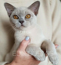 кошка бурма лиловый окрас купить котенка в москве бурма