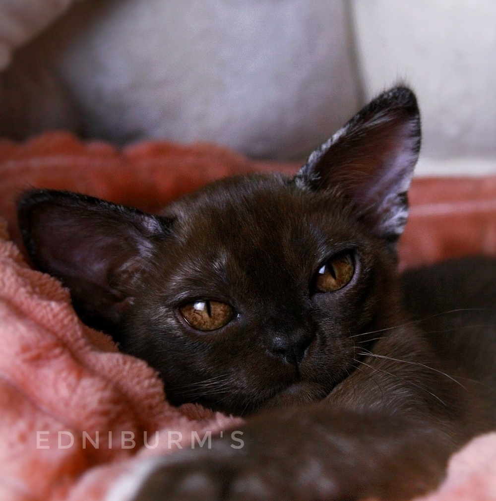 купить бурму котенок кошечка