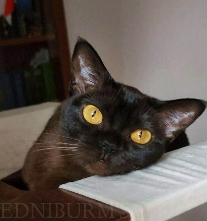 КУПИТЬ БУРМУ котенка в питомнике фото соболиная кошка купить екатеринбург москва