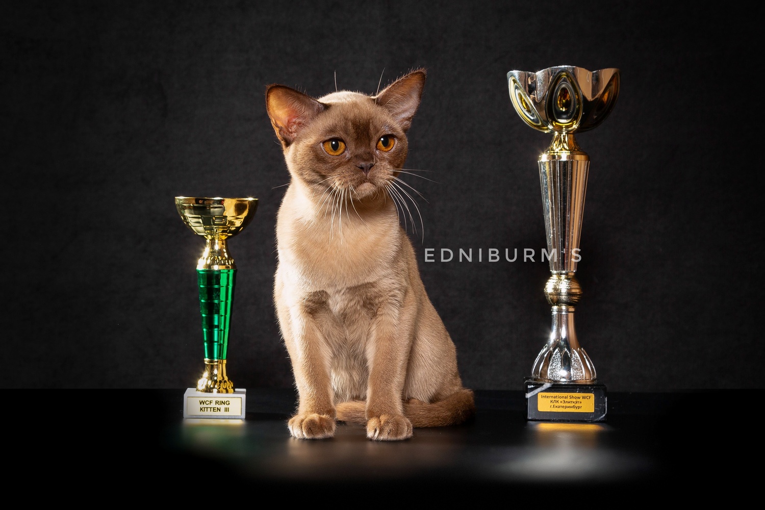 Екатеринбург, доставка в Москву, СПб и другие города. КУПИТЬ БУРМУ котенка в питомнике